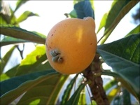 Nispero fruto