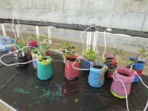 En clase los pequeños tendrán que seguir cuidando y regando las plantas "recicladas" para verlas crecer
