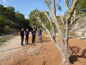 Los olivos han sido transplantados desde la parcela de las obras del Estadio de Atletismo de La Nucía