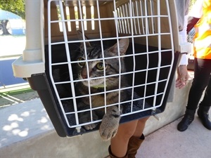 Una vez atrapados los gatos se le lleva a una Clínica Veterinaria donde se les esteriliza