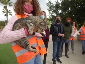 La campaña de esterilización de gatos callejeros arrancará el 15 de marzo