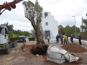 El olivo centenario se ha plantado delante de ermita Sant Vicent